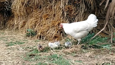 Hen with chicken Stock Footage 109541688