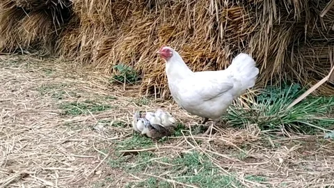 Hen with chicken Stock Footage 109557226