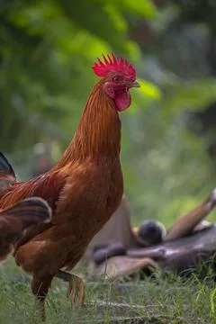 Hen (chicken) Stock Photos