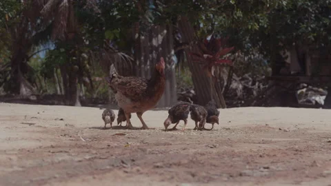 A Hen With Chicken Walking In Farm Video stock 148182557