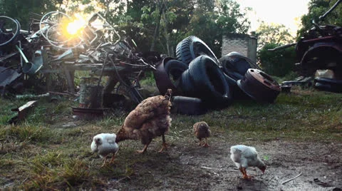 Hen with chickens Stock-Footage 24674430