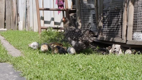 Hen with chickens Stock Footage 87473648