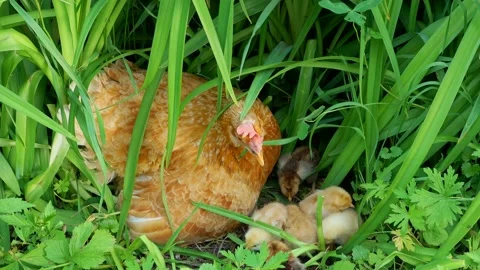 Hen with chickens hides in the grass. Stock Footage 132876218