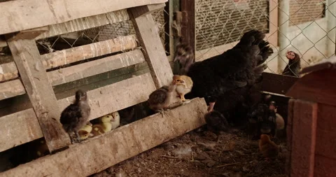 Hen with chickens in the pen Stock Footage 132359289