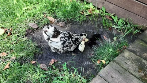 A hen with chicks in the backyard on a sunny day Vídeo Stock 342290463
