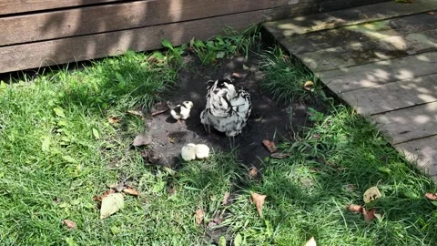 A hen with chicks in the backyard on a sunny day Stock Footage 343314642