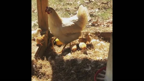 Hen with chicks Video stock 134728472