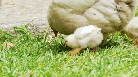 Hen with Chicks Foraging in Countryside Stock-Footage 277352604