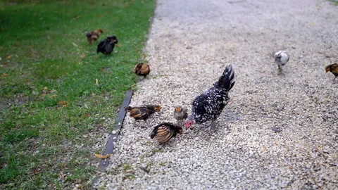 Hen with Chicks on Gravel Path Stock Footage 293225360