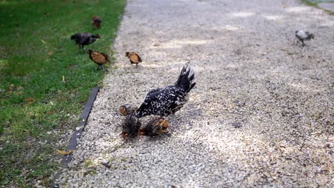 Hen with Chicks on Gravel Path Stock Footage 293236227