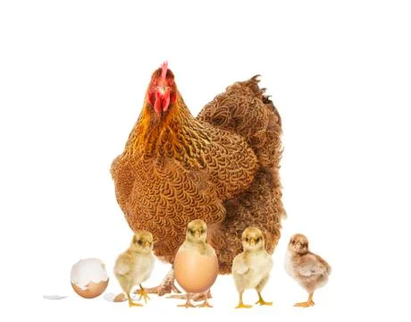 Hen with chicks isolated Stock-Fotos