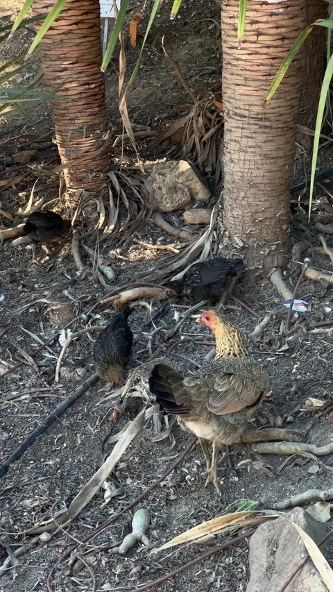 Hen with chicks in Parque de la Paloma in Benalmadena, Spain. Vertical video Stock Footage 240920130