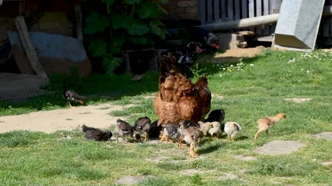 Hen with chicks peck grass in yard Stock Footage 211822876