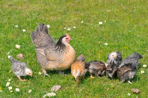 Hen with chicks Stock Photos