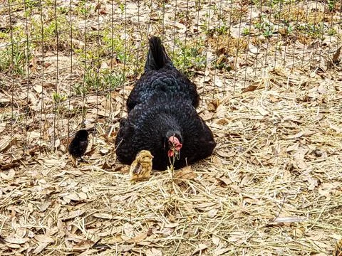 Hen with chicks Stock Photos