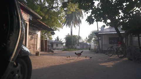Hen with chicks walk on the road Stock Footage 85783532