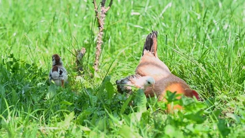 Hen with chicks walking on the grass Stock Footage 257228888
