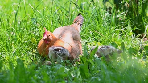 Hen with chicks walking on the grass Stock Footage 257229214