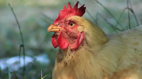 Hen Close-Up Stock Footage 27846773