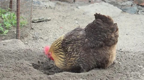 Hen close-up Video stock 54702392