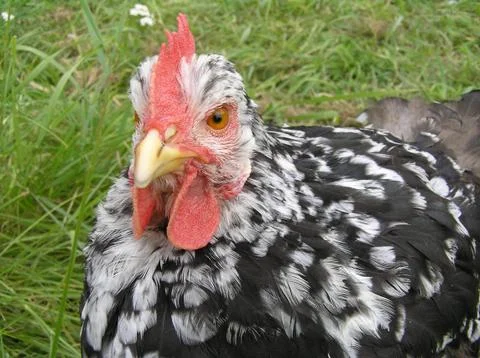 Hen, close-up Stock Photos