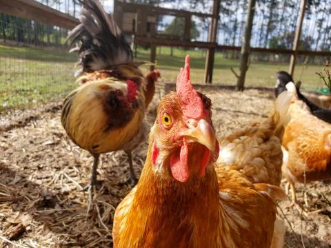 Hen close-up Stock Photos