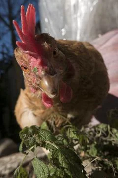 Hen close up Stock Photos