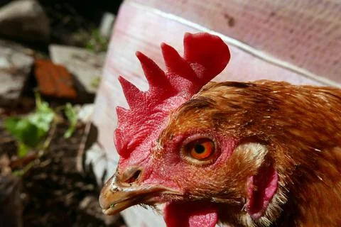 Hen close up Stock Photos