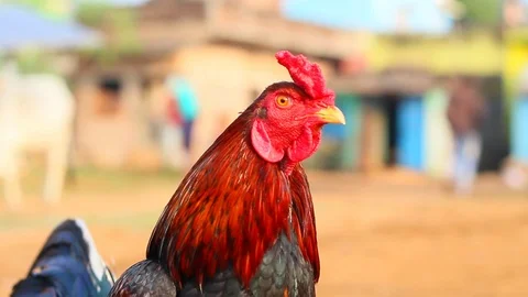 Hen closeup Stock Footage 100736304