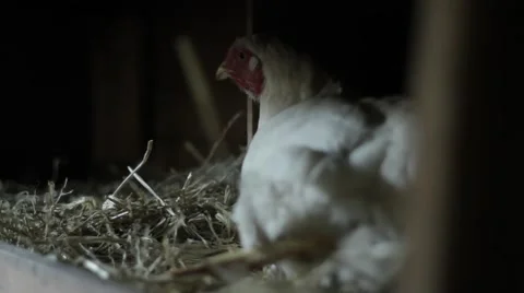 Hen in coop Stock Footage 59121967