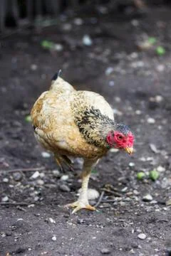 Hen  on a dark ground Foto stock