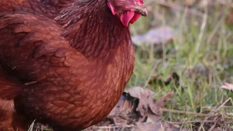 A hen is digging in the field, 4K slomo Stock Footage 171861524