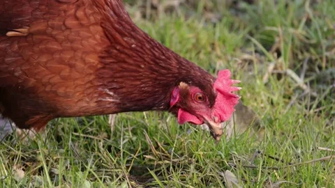 A hen is digging in the ground with its claw, close-up, 4K slomo Stock Footage 171860383