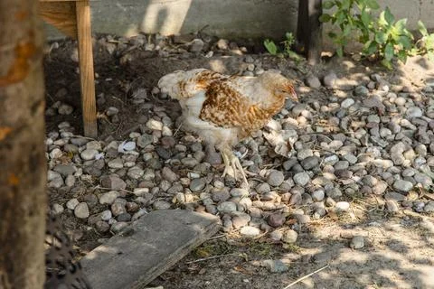 Hen digs its claws in the ground in search of food Foto stock