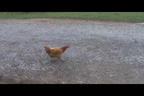 Hen in dirt Stock Footage 7760391