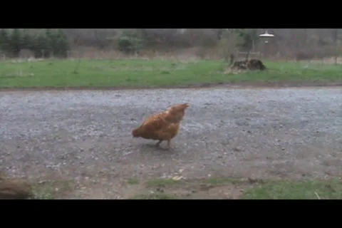 Hen dirt road Stock Footage 7760322