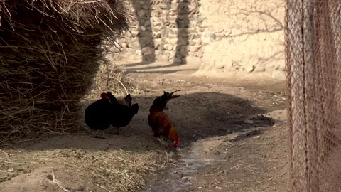A hen drinking water in a water flow Stock Footage 246049735