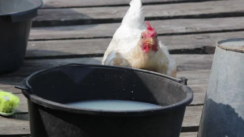 A Hen Drinks from a Bucket Stock Footage 310948667