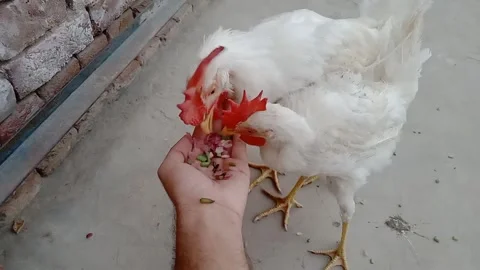Hen Eating Breakfast from a Person's Hand Video stock 346868993