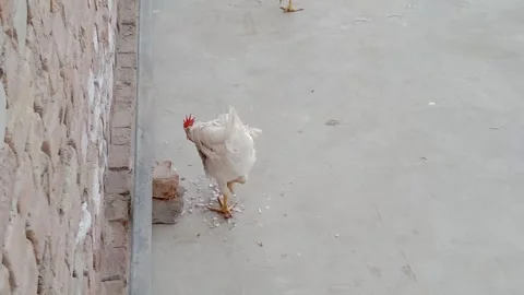 Hen Eating Breakfast While Looking to the Side Vídeos de archivo 347424528