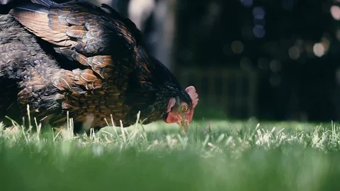 Hen eating corn in the garden Stock Footage 111958608