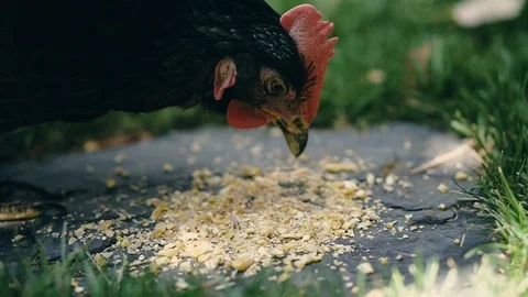 Hen eating corn in the garden Stock Footage 111958618
