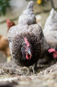 Hen eating on the farm Stock Photos
