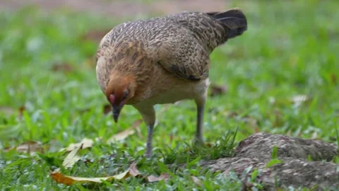 The hen is eating   Stock Footage 300761819