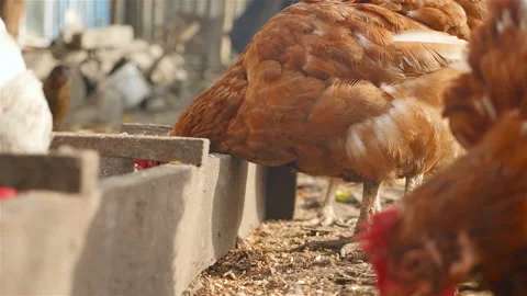 Hen eating grain. Close-up Stock Footage 101055022