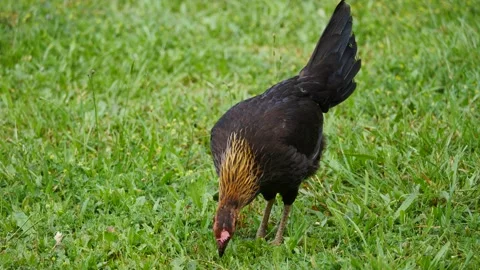 Hen eating herbs Stockbeeldmateriaal 194507150