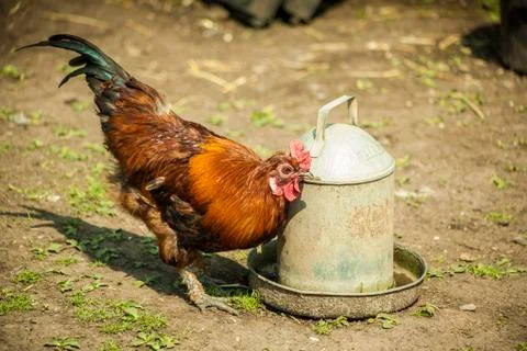 Hen Eating Stock Photos