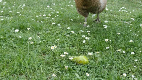A hen eating tomato Stock Footage 90773109