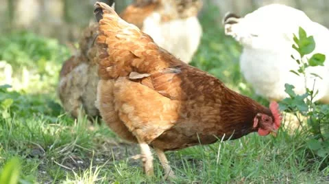 Hen eats on a grass Video stock 10919496