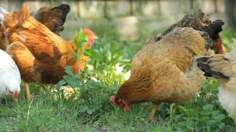 Hen eats on a grass Stock Footage 11186270